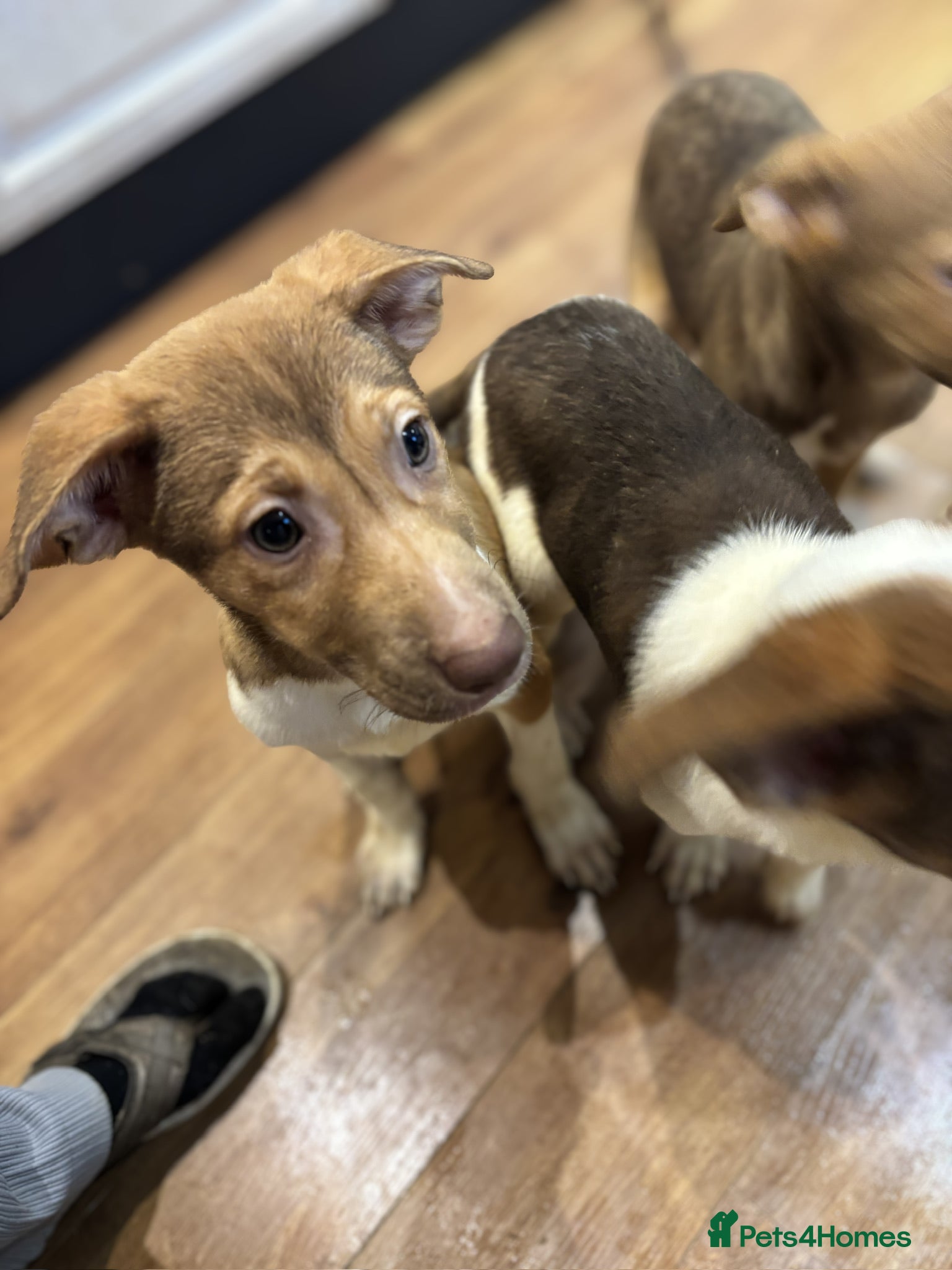 Mixed Breed dogs for sale: Mixed Breed Pups - Advert 4