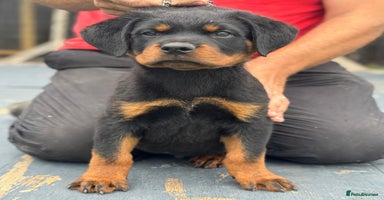 Rottweiler dogs - Advert 8