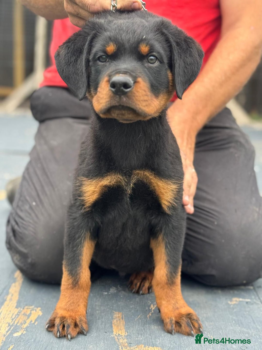 Rottweiler dogs for sale: Top quality German bred rottweilers - Image 2