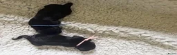 Labrador Retriever dogs for sale: Waiting List Now Open for Exceptional Litter - Advert 13