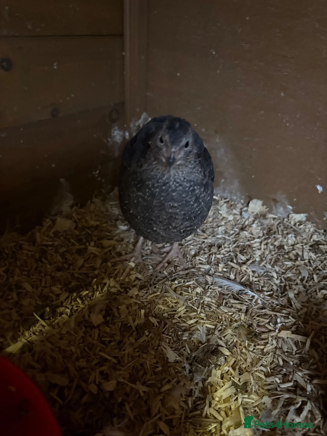 Quail poultry for sale: 4 laying Quails  in Bridgend - Advert 2