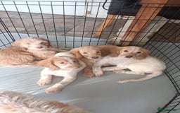Cockapoo dogs for sale: Cockapoo F1B - Image 23