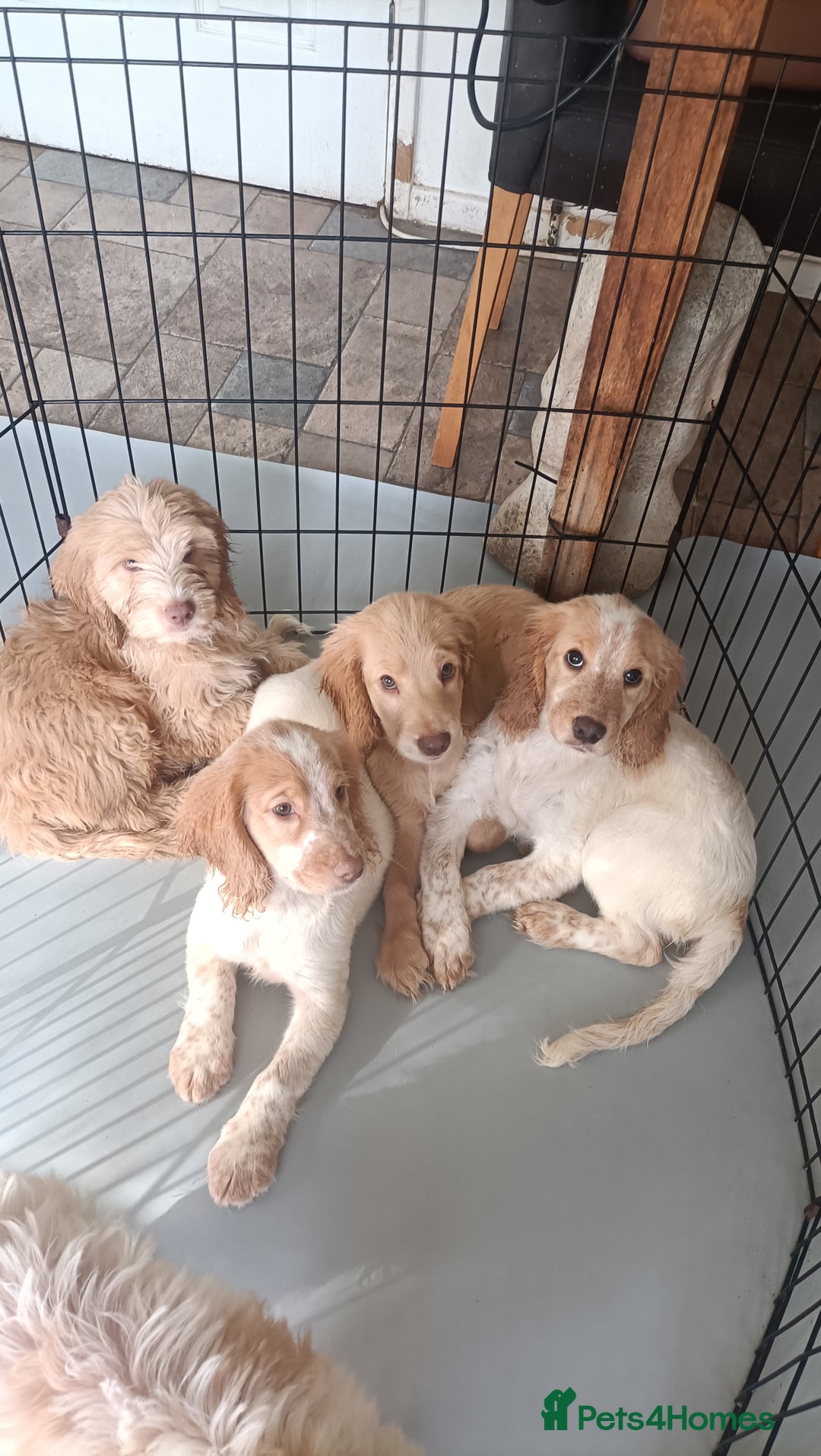 Cockapoo dogs for sale: Cockapoo F1B - Image 23