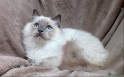 Ragdoll cats for sale: GCCF REG PET KITTENS CHAMPION IMPORT BLOODLINES - Image 10