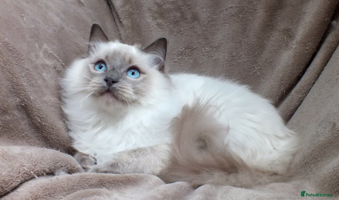 Ragdoll cats for sale: GCCF REG PET KITTENS CHAMPION IMPORT BLOODLINES - Image 10