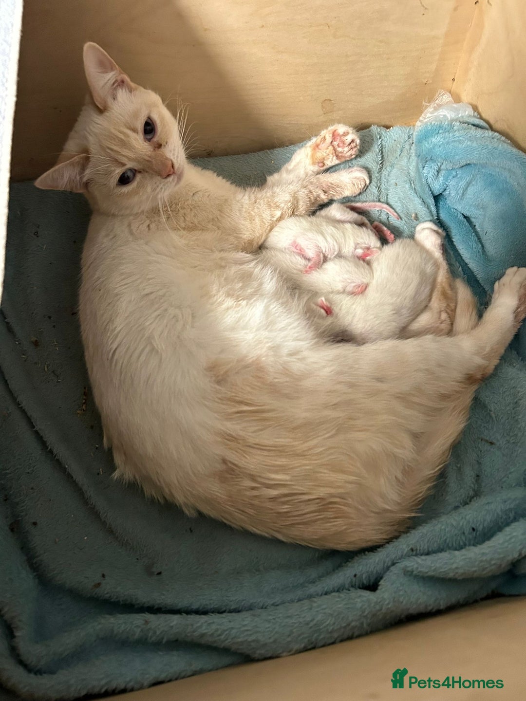 Mixed Breed cats for sale: Kittens for sale - Advert 1