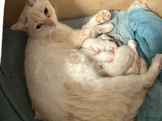 Mixed Breed cats Kittens for sale - Advert 1