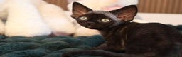 Devon Rex cats for sale: 🎉❤️Beautiful and healthy Devon Rex boy❤️🎉 - Advert 6