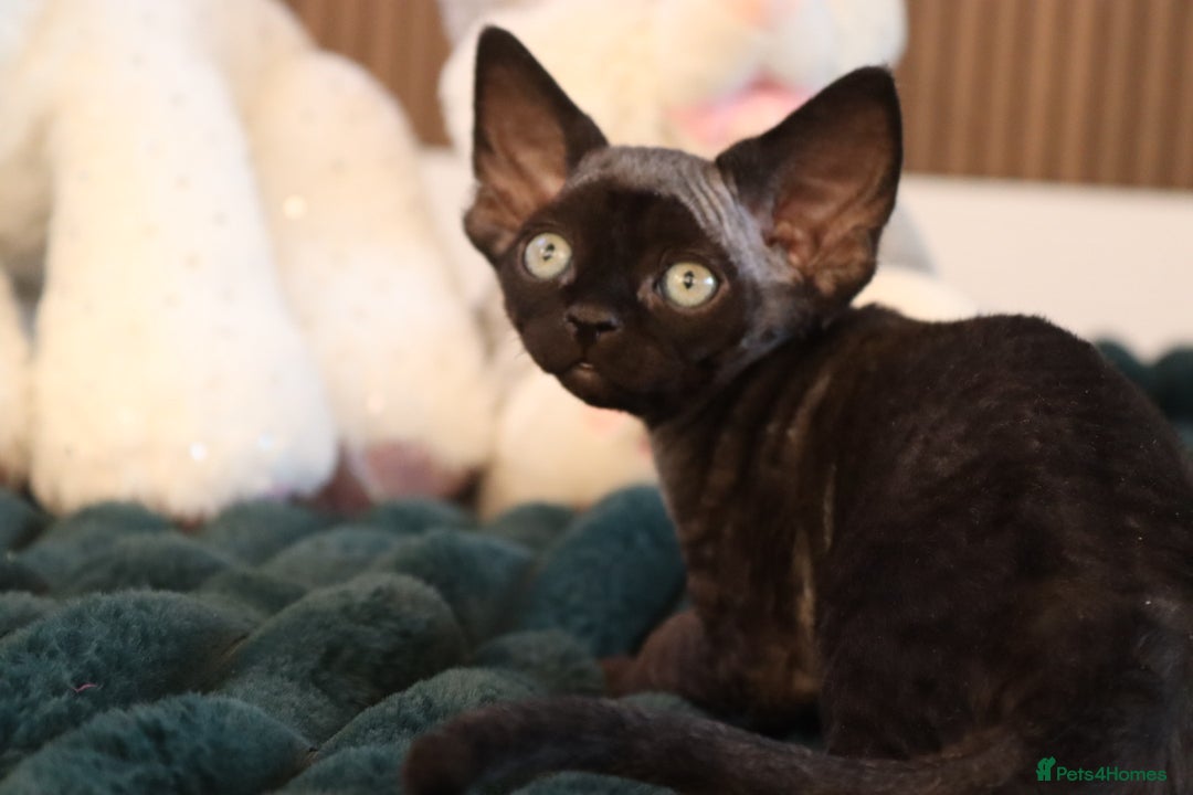 Devon Rex cats for sale: 🎉❤️Beautiful and healthy Devon Rex boy❤️🎉 - Advert 6