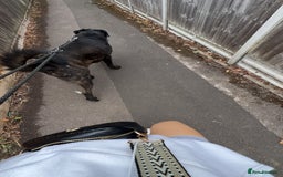 Cane Corso dogs for sale: Cane corso cross American ikita - Image 2