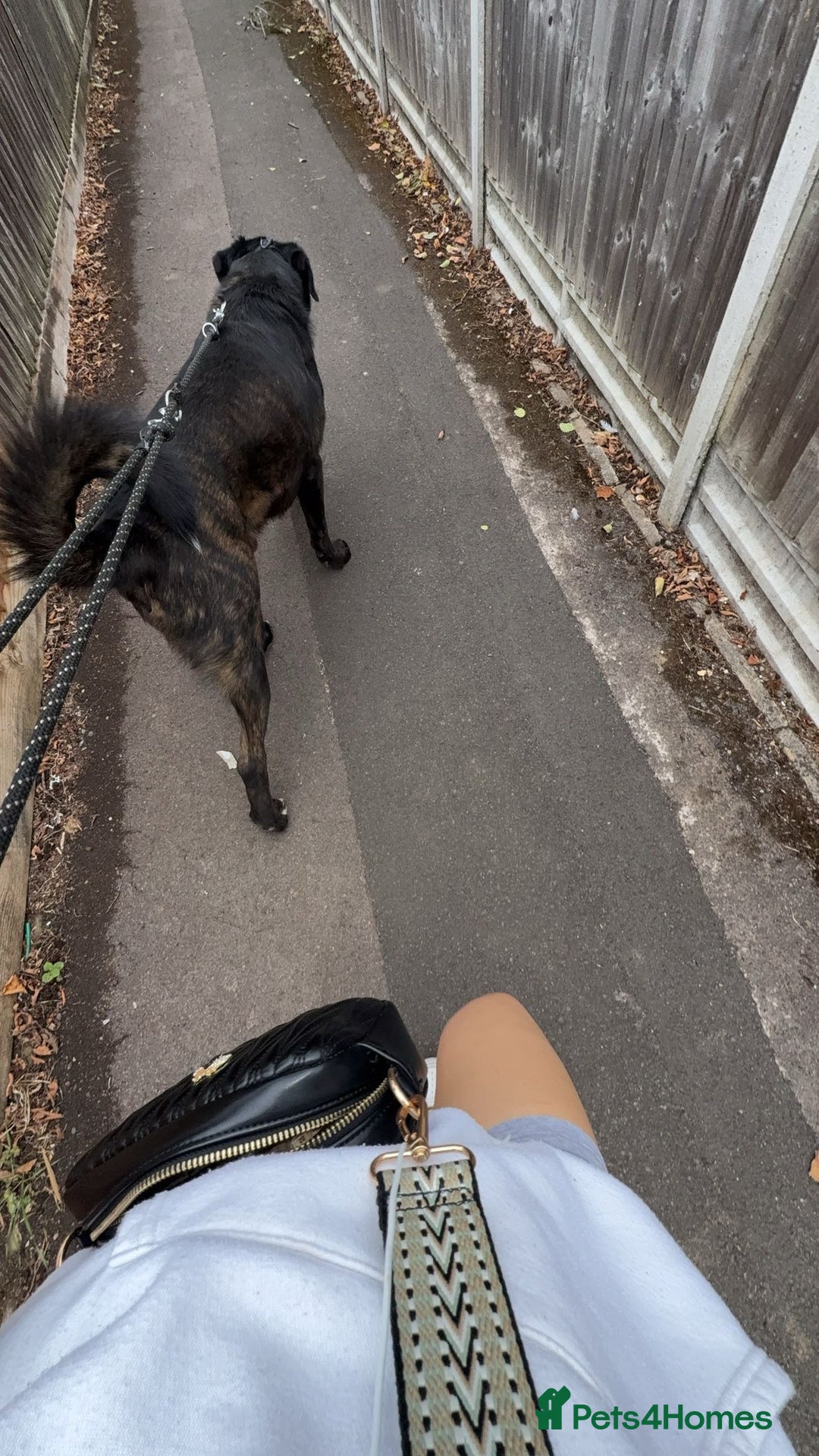 Cane Corso dogs for sale: Cane corso cross American ikita - Image 2