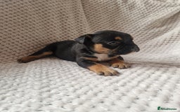Mixed Breed dogs for sale: Beautiful Mini - Bull pups for sale  - Image 4