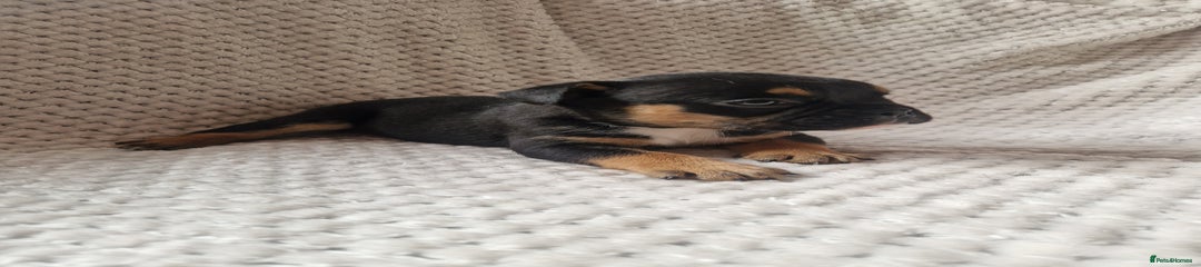 Mixed Breed Puppy 1