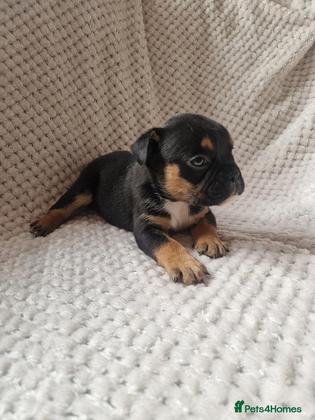 Mixed Breed dogs for sale: Beautiful Mini - Bull pups for sale  - Image 4