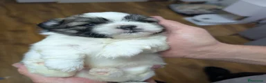Shih Tzu Puppy 1