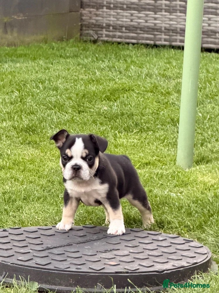 French Bulldog dogs Beautiful French bulldog boy - Advert 24