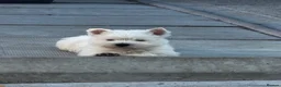 West Highland Terrier dogs for sale: Show Prospect Male Puppy - Advert 5