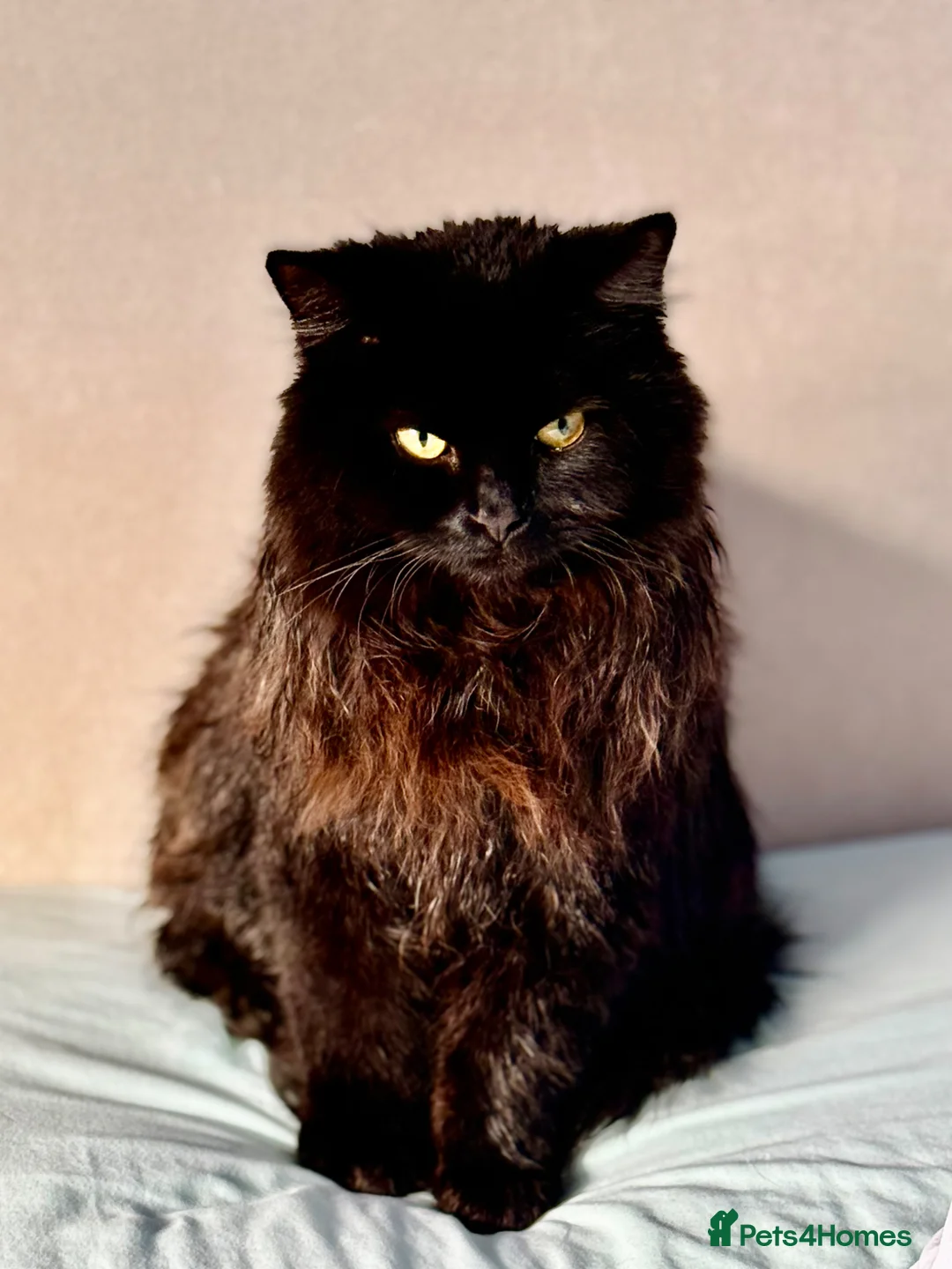 Mixed Breed cats for sale: Gorgeous Binx looking for family home  - Advert 1