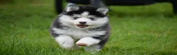 Pomsky dogs for sale: F4 Genuine Pomskies from health tested parents - Advert 1