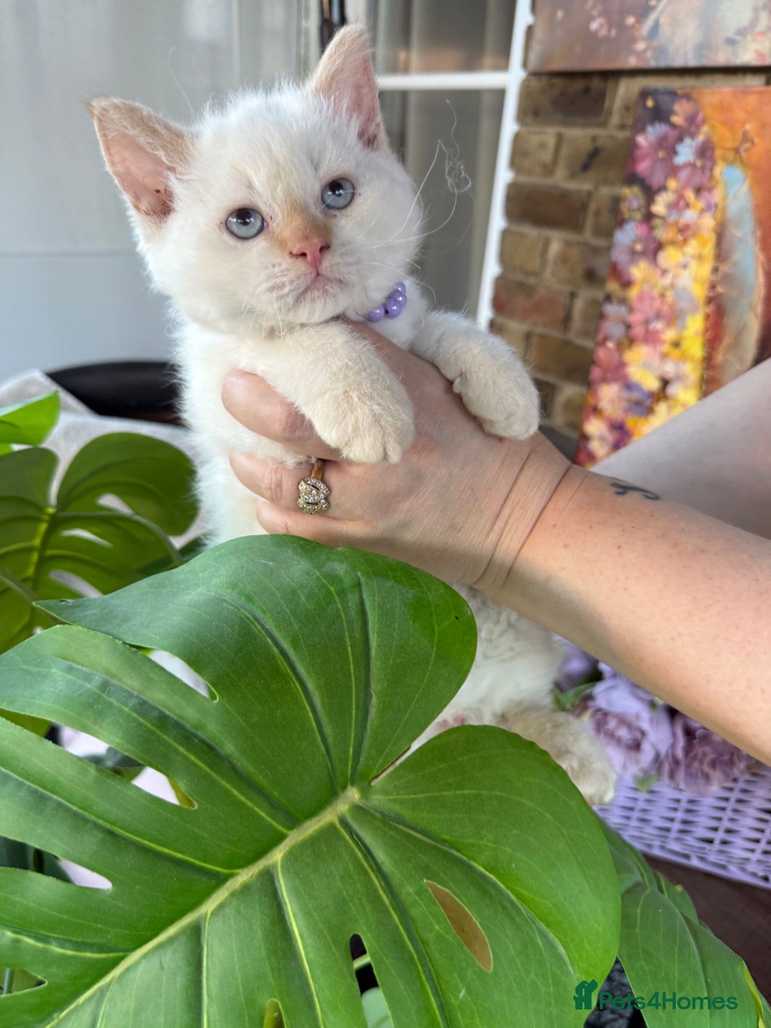 Selkirk Rex cats Selkirk rex kittens ONE KITTEN LEFT! - Advert 6