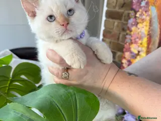 Selkirk Rex cats Selkirk rex kittens ONE KITTEN LEFT! - Advert 6