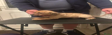Dachshund 1
