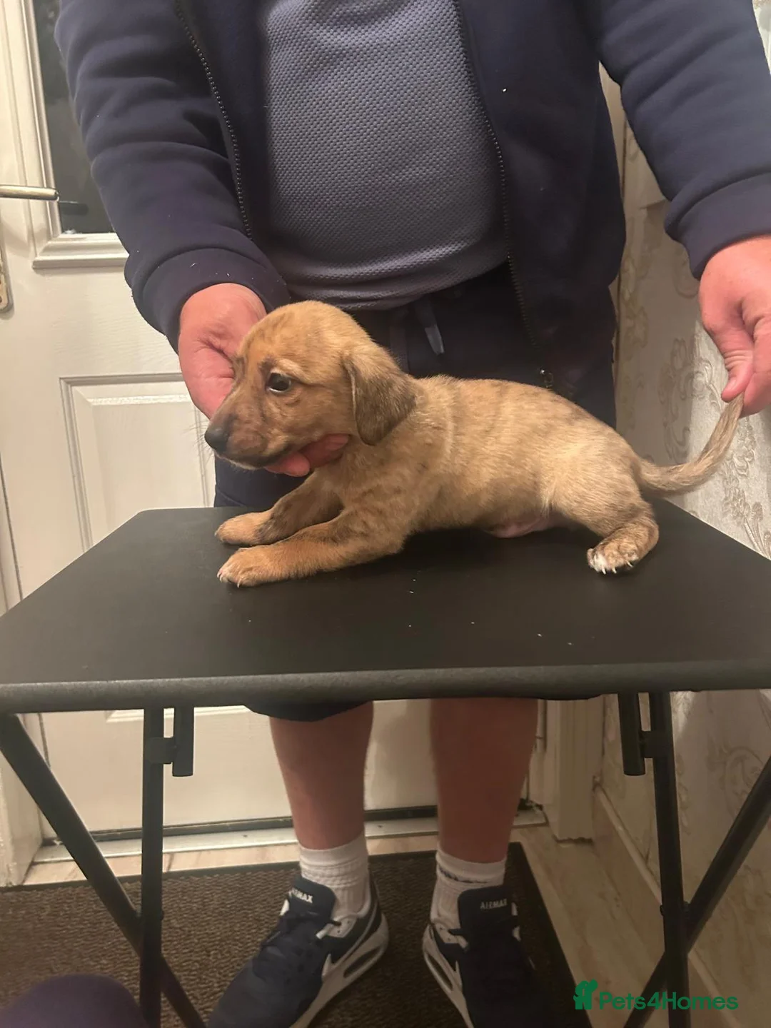 Dachshund dogs for sale: Dachshund pups - Advert 4