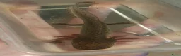 Axolotl reptiles for sale: Baby axolotls  - Advert 3