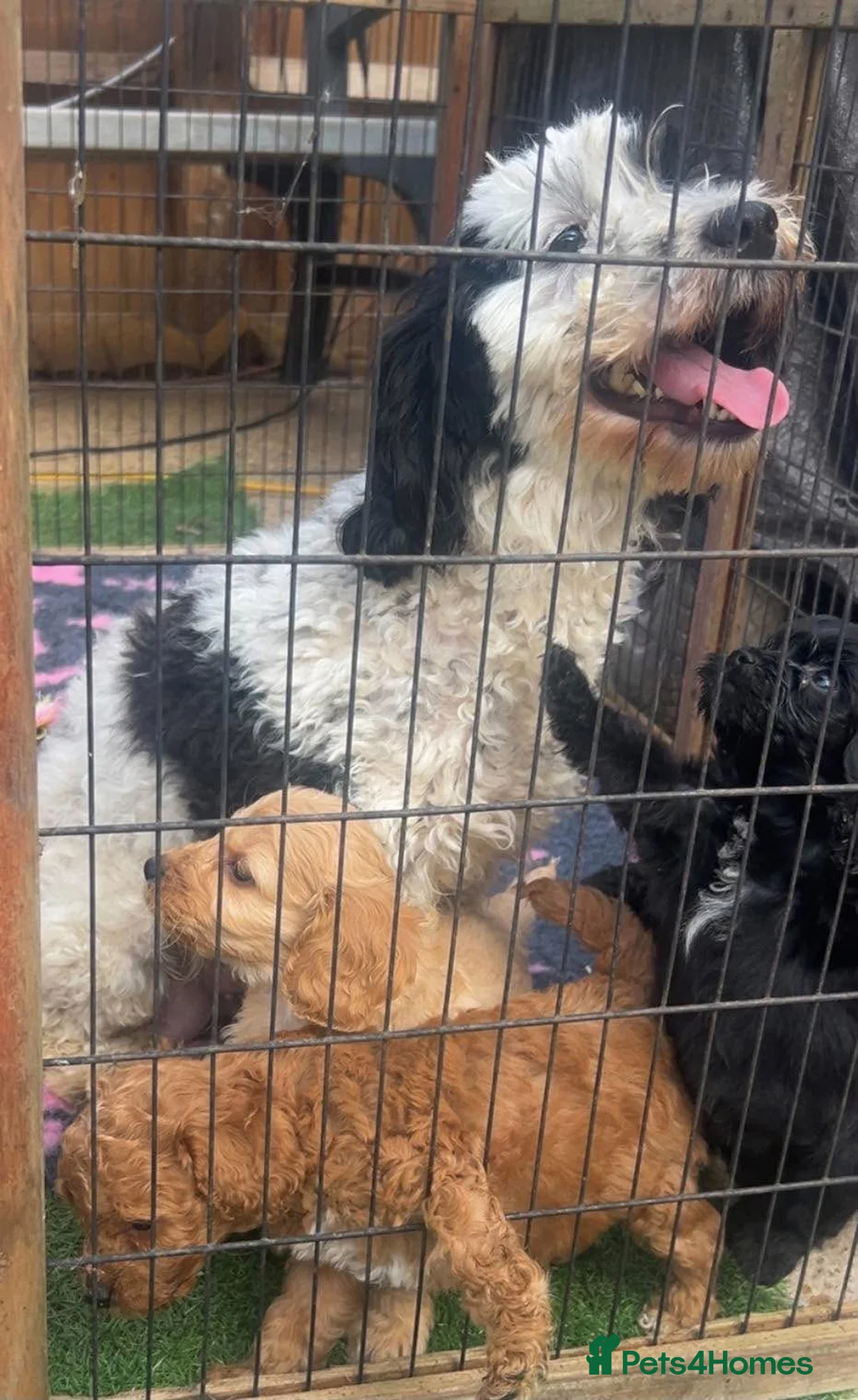 Cockapoo dogs for sale: Beautiful cockapoo puppies  - Advert 2