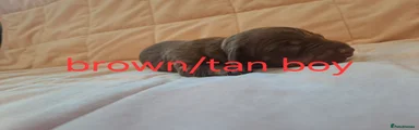 Miniature Dachshund 3