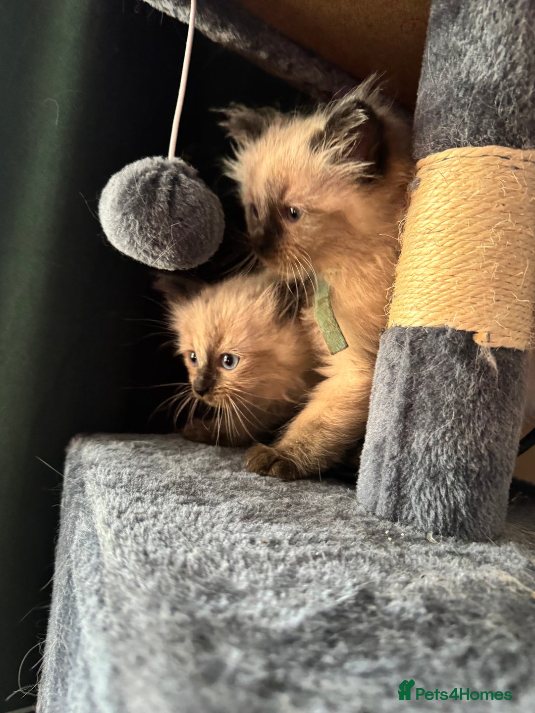 Ragdoll cats for sale: 4 stunning seal point ragdoll boys  - Image 13
