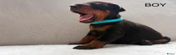 Dobermann dogs for sale: KC REGISTERED - DOBERMAN PUPPIES in Saint Helens - Advert 6
