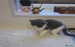 Siamese cats for sale: Bi colour blue and white kittens - Image 23