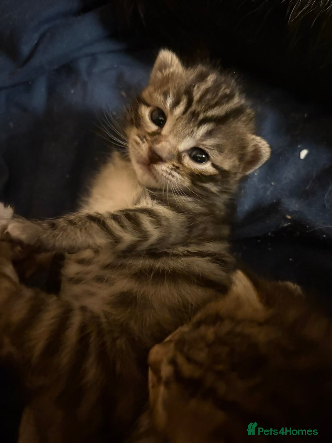 Bengal cats for sale: Beautiful Bengal Mix Kittens - Advert 14