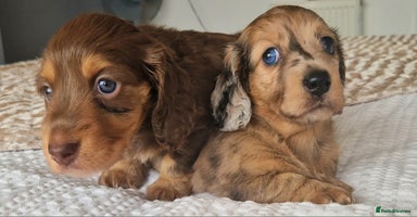 Miniature Dachshund dogs - Advert 6