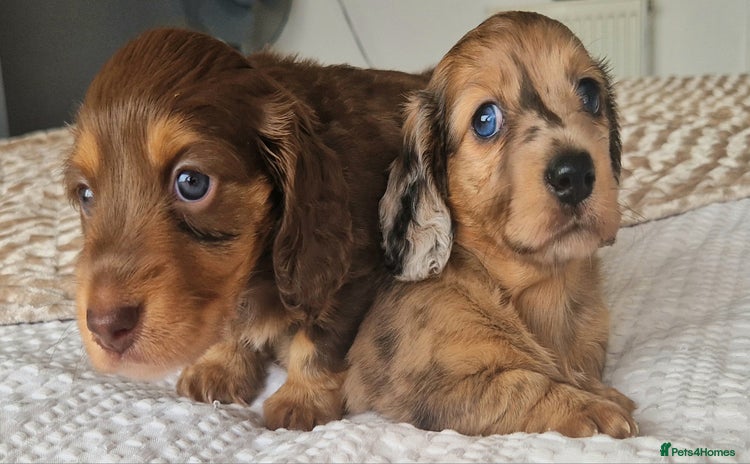 Miniature Dachshund dogs - Advert 8