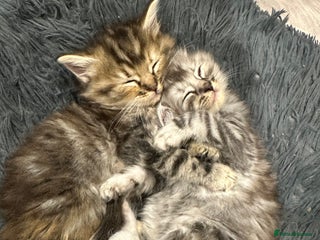 Mixed Breed cats - Advert 26