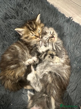 Mixed Breed cats - Advert 8