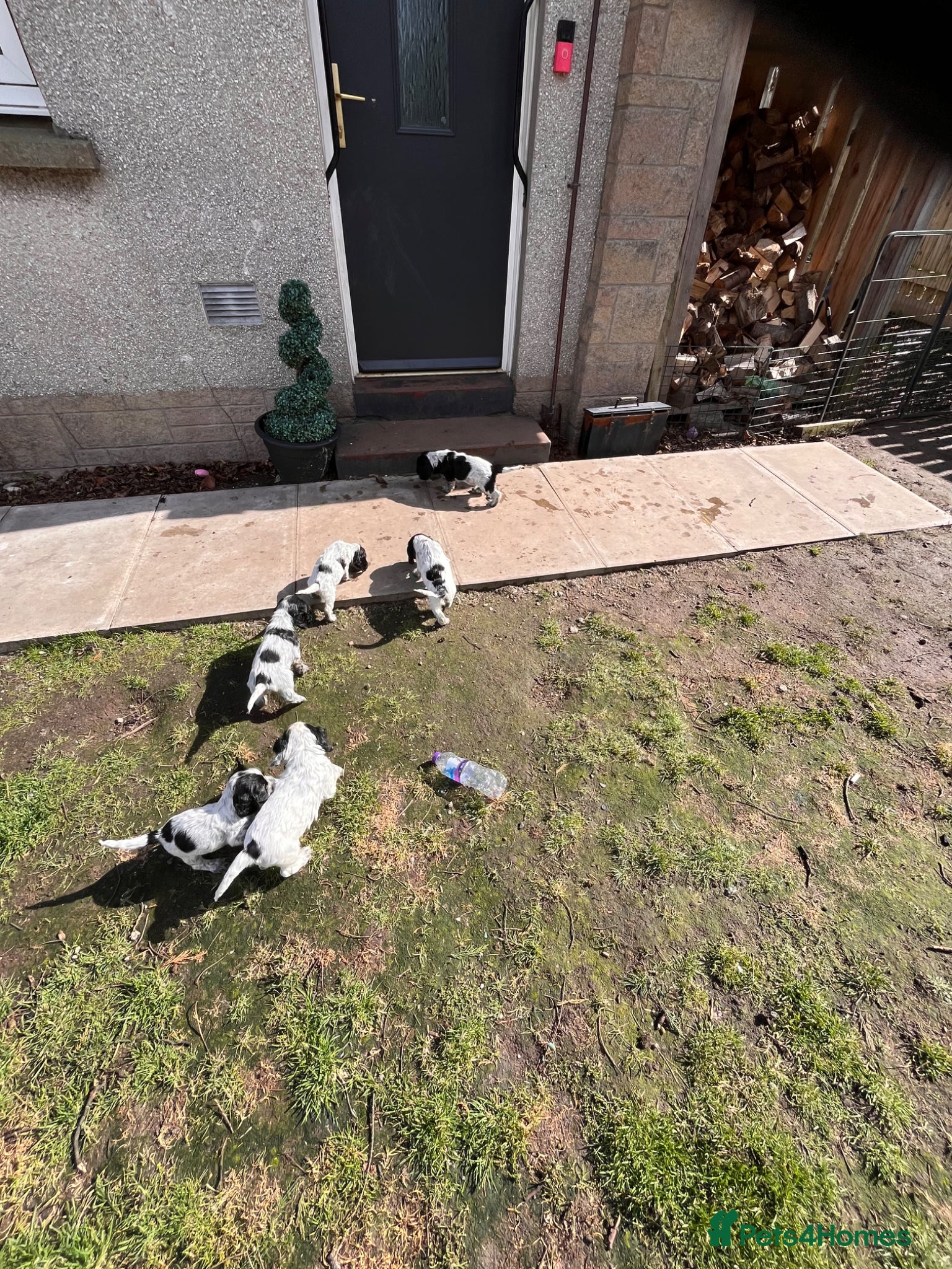 Cocker Spaniel dogs Blue Roan Cocker Spaniel puppies - Advert 1