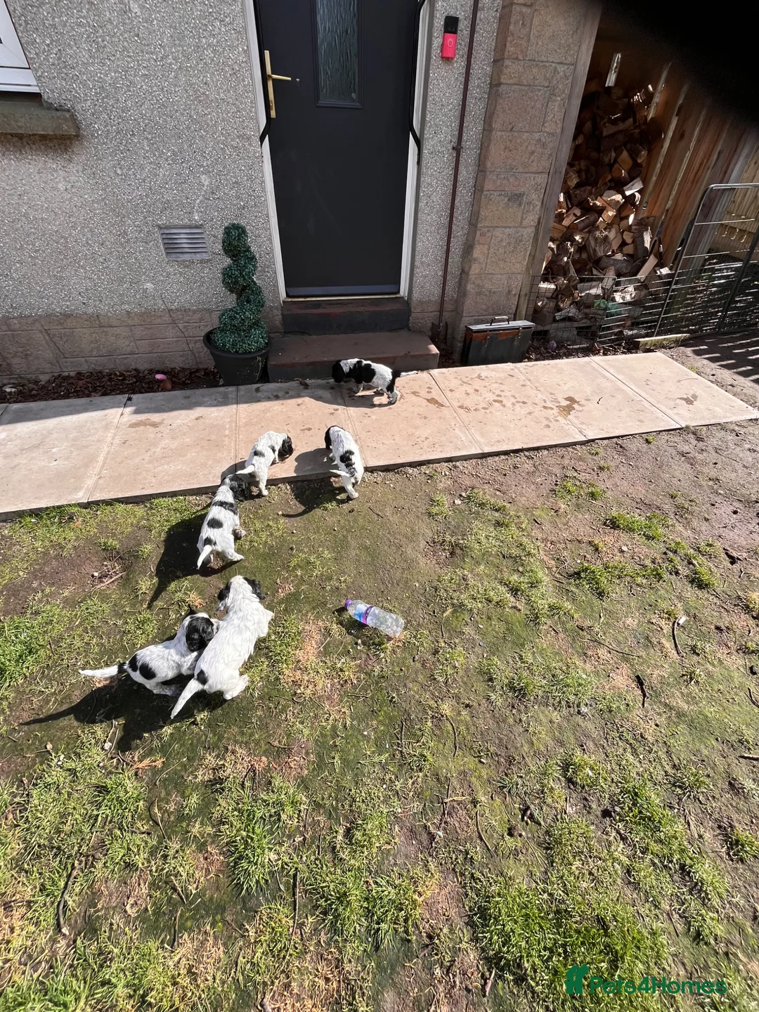 Cocker Spaniel dogs for sale: Blue Roan Cocker Spaniel puppies - Advert 2