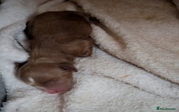 Cavapoo dogs for sale: Cavapoo Puppies  - Image 9