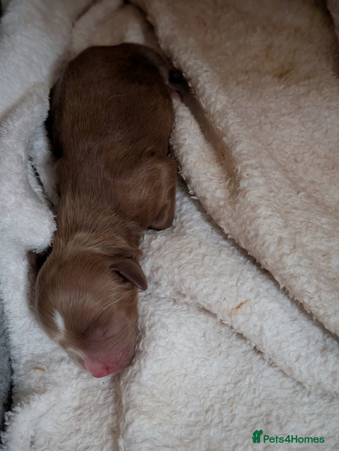 Cavapoo dogs for sale: Cavapoo Puppies  - Image 9