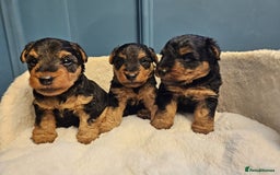 Welsh Terrier dogs for sale: Beautiful Champion Lines KC Welsh Terrier Puppies - Image 10