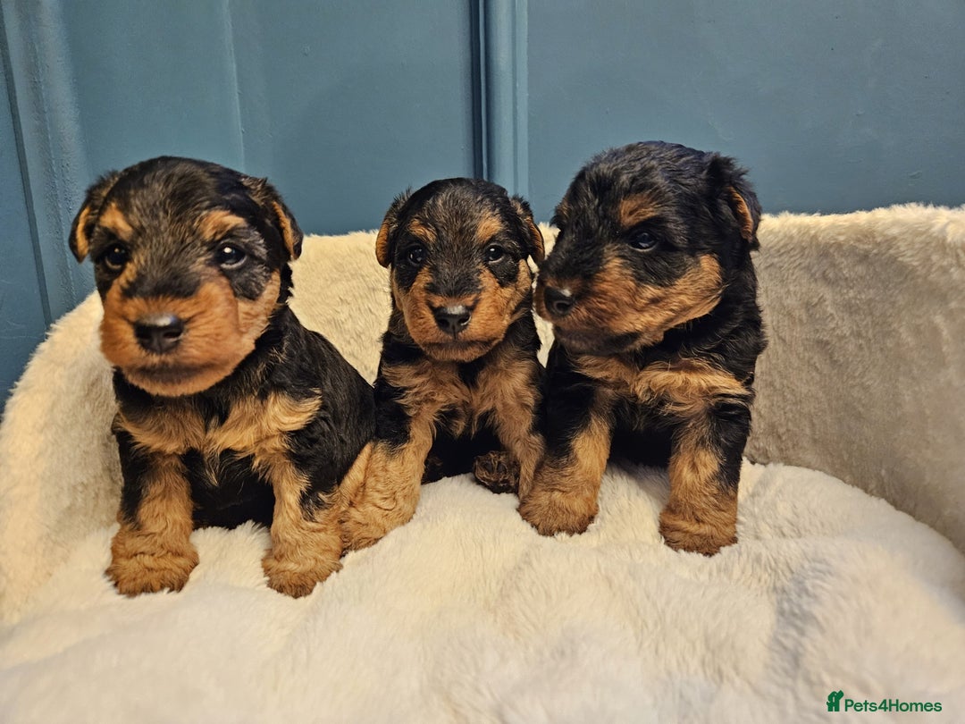 Welsh Terrier dogs for sale: Beautiful Champion Lines KC Welsh Terrier Puppies - Image 10