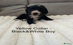 Cocker Spaniel dogs for sale: Beautiful Cocker Spaniel Puppies  - Image 10