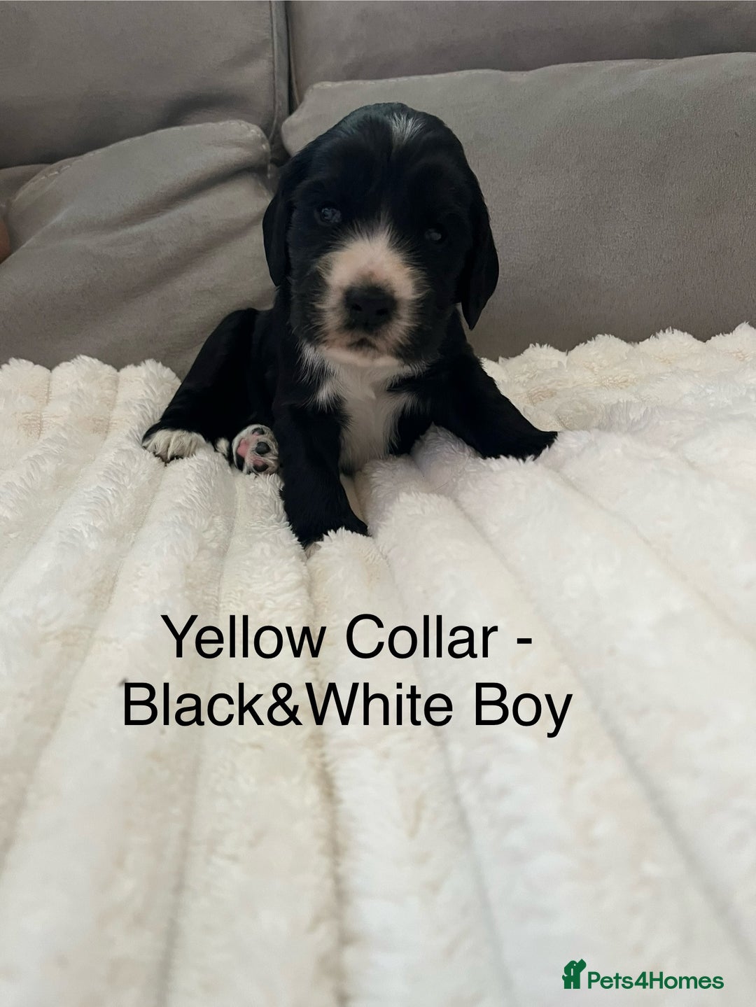 Cocker Spaniel dogs for sale: Beautiful Cocker Spaniel Puppies  - Image 10