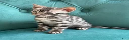 Bengal cats for sale: 5 Little Bengals 🐈‍⬛🐈‍⬛🐈‍⬛🐈‍⬛🐈‍⬛ - Advert 3