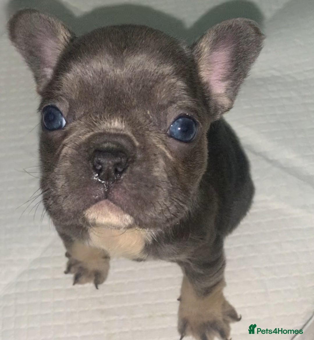French Bulldog dogs for sale: French bulldogs reduced  ❤️  - Advert 13