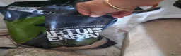 Tortoise reptiles for sale: Hermanns Tortoise  in Canterbury - Advert 12