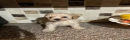Poochon dogs for sale: Poochon - Advert 5